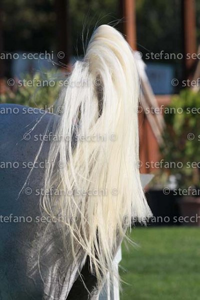 BICOCCHI_LAIUS_GIO CAV 2011_(064) SS3_1005.jpg